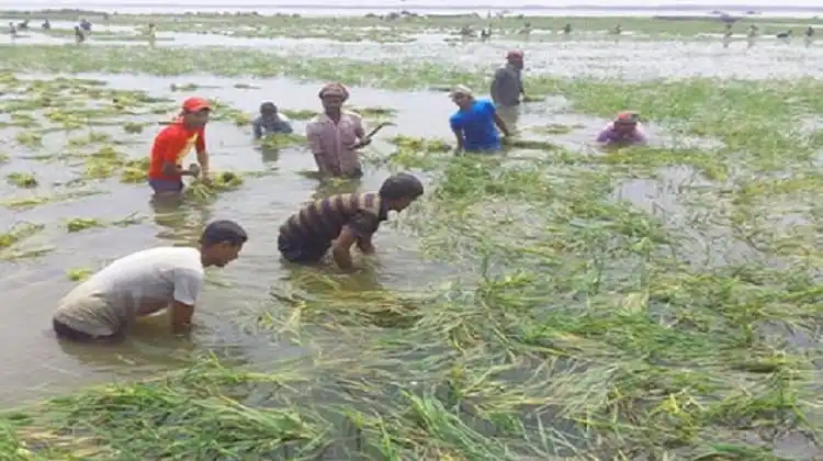 হাওরে কৃষকের পানিতে কাজের দৃশ্য, ভবিষ্যত খাদ্য সংকটের শঙ্কা. Channel i News - চ্যানেল আই নিউজ