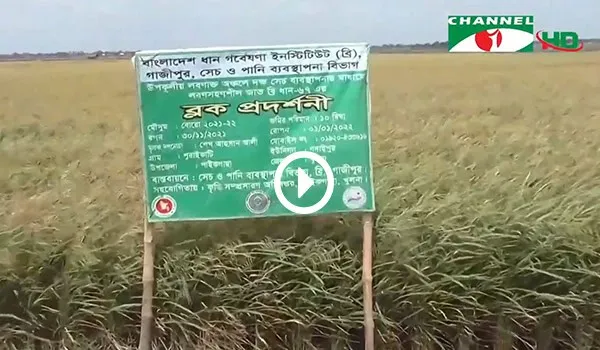 উপকূলীয় অঞ্চলে লবণসহিষ্ণু ধান চাষের জন্য কৃষি পরামর্শ বোর্ডের বিজ্ঞপ্তি।. Channel i News - চ্যানেল আই নিউজ