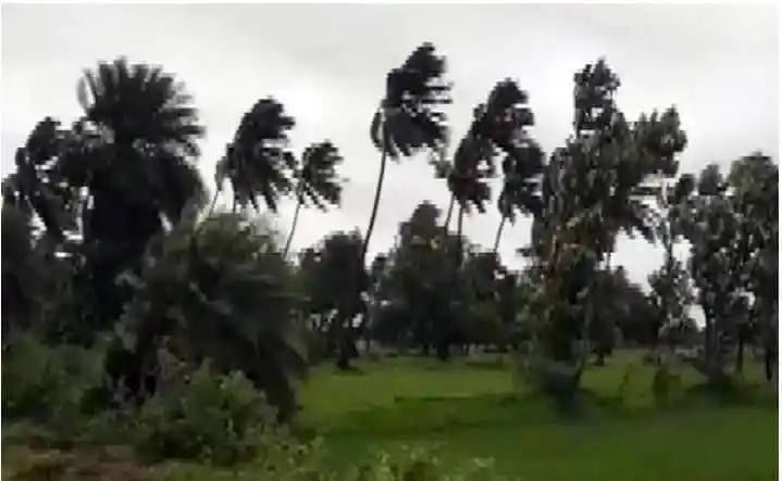 বাতাসে দুলছে গাছের ঝোপঝাড়, ঝড়ের পূর্বাভাস।. Channel i News - চ্যানেল আই নিউজ