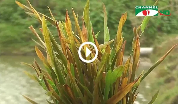 পঞ্চগড়ে ইট ভাটায় পরিবেশের ক্ষতি হচ্ছে, ধ্বংস হচ্ছে গাছপালা. Channel i News - চ্যানেল আই নিউজ