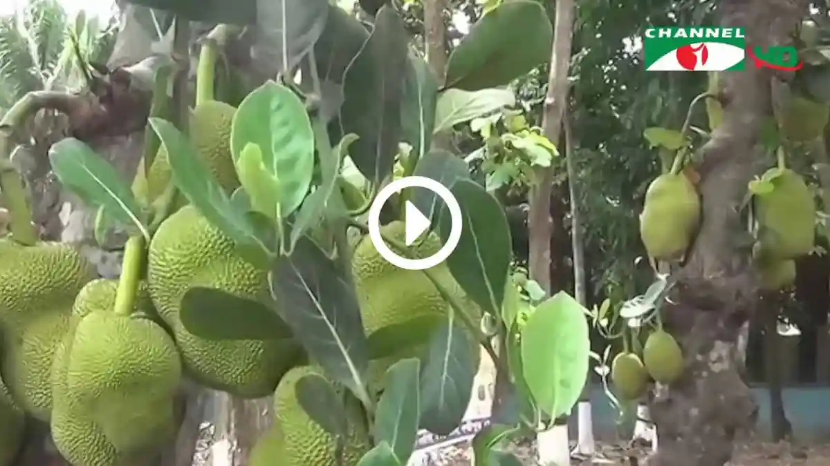 গাছে কাঁঠাল ফল ও পোকা, খরা ও দাবদাহে ক্ষতিগ্রস্ত গাছের ছবি. Channel i News - চ্যানেল আই নিউজ