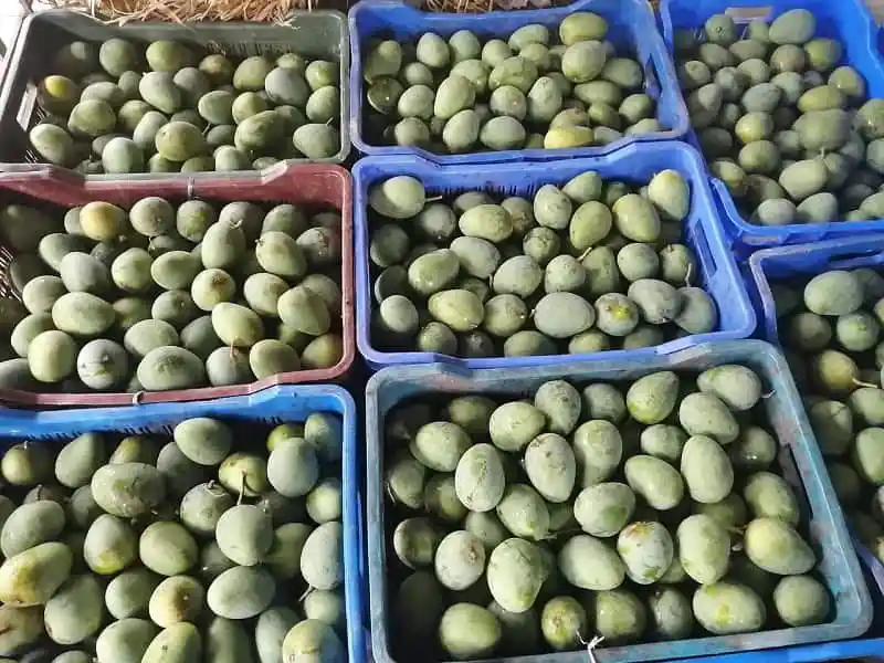 রাজশাহীর আমের বাজারে বিভিন্ন ধরনের তাজা আমের সংগ্রহ. Channel i News - চ্যানেল আই নিউজ