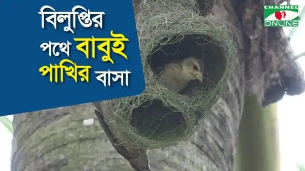 বাবুই পাখির বাসা গাছের ডালে, বিলুপ্তির পথে. Channel i News - চ্যানেল আই নিউজ