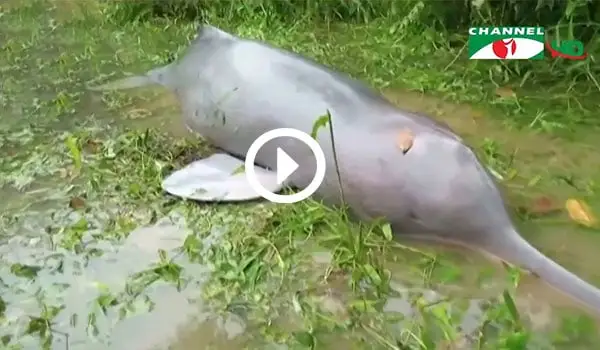 হালদা নদীতে মৃত ডলফিনের ছবি, বিপন্ন প্রজাতির ডলফিনের মৃত্যু. Channel i News - চ্যানেল আই নিউজ