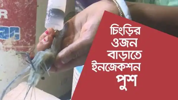 চিংড়ি মাছের ওজন বাড়ানোর জন্য অপকৌশল দেখাচ্ছেন একজন ব্যক্তি. Channel i News - চ্যানেল আই নিউজ