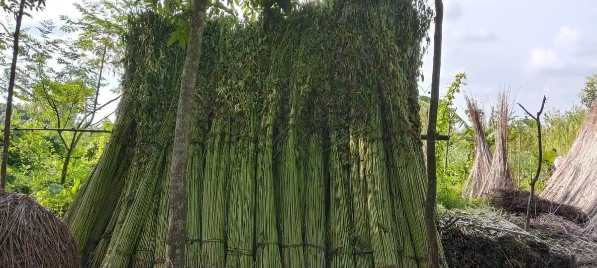 বৃদ্ধ পাট গাছের ট্রunk, জলাভাবের কারণে ক্ষতিগ্রস্ত. Channel i News - চ্যানেল আই নিউজ