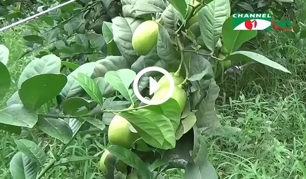 চাঁদপুরে বীজবিহীন লেবু গাছের ছবি, ফল ও পাতা স্পষ্ট দেখা যাচ্ছে. Channel i News - চ্যানেল আই নিউজ