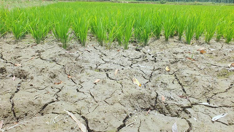 ভরা বর্ষায় জলবায়ু পরিবর্তনের প্রভাবের কারণে cracked dry soil and green rice plants. Channel i News - চ্যানেল আই নিউজ