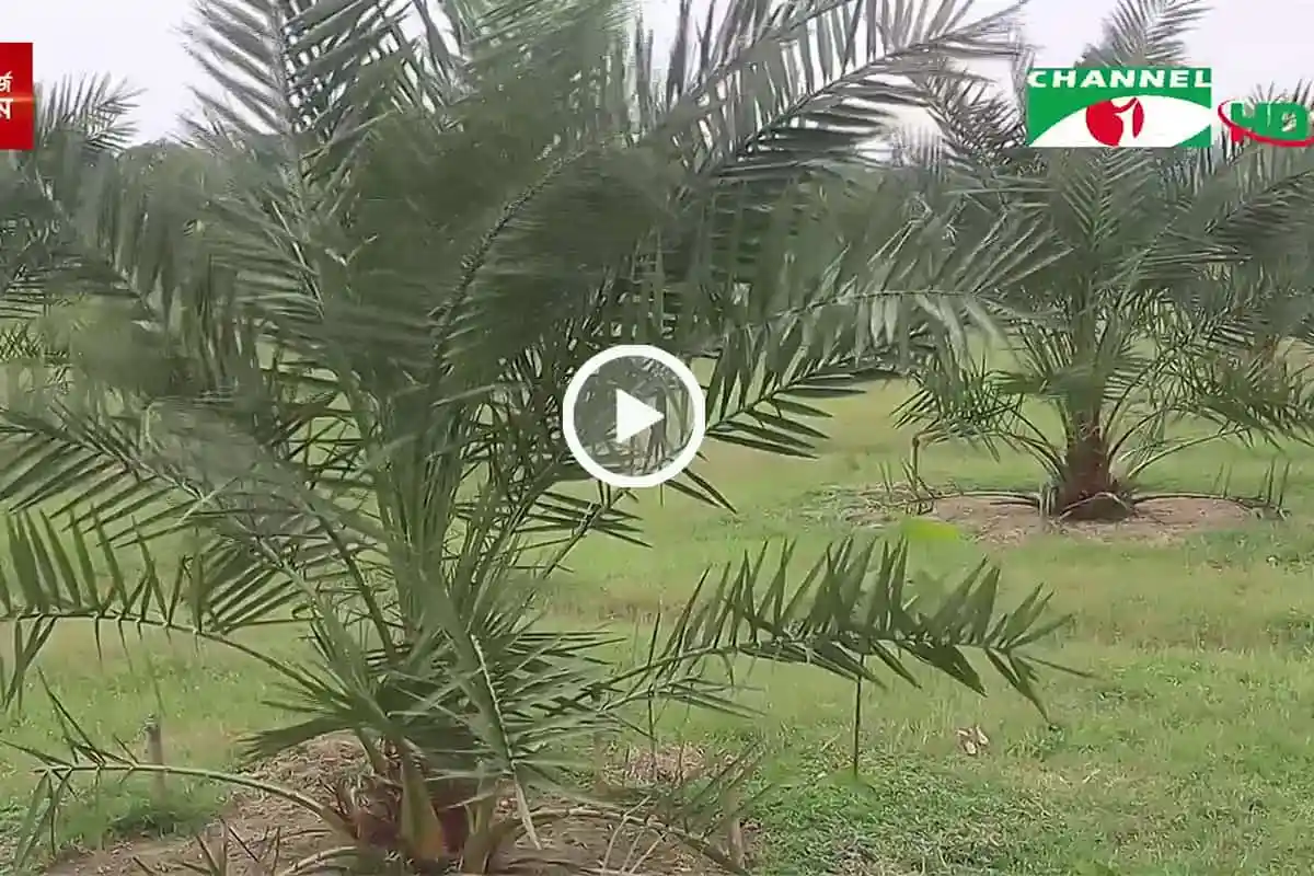 উপজেলায় অপ্রচলিত ফসলের সমন্বিত বাগান, সবুজ গাছপালা ও কৃষি জমি. Channel i News - চ্যানেল আই নিউজ