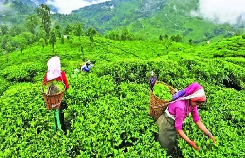 চা শ্রমিকরা চা বাগানে কাজ করছেন, সবুজ পাহাড়ের পটভূমিতে. Channel i News - চ্যানেল আই নিউজ