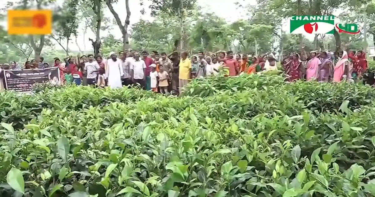 চা শ্রমিকদের মজুরি বৃদ্ধির দাবিতে মানববন্ধন ও প্রতিবাদ সভা. Channel i News - চ্যানেল আই নিউজ