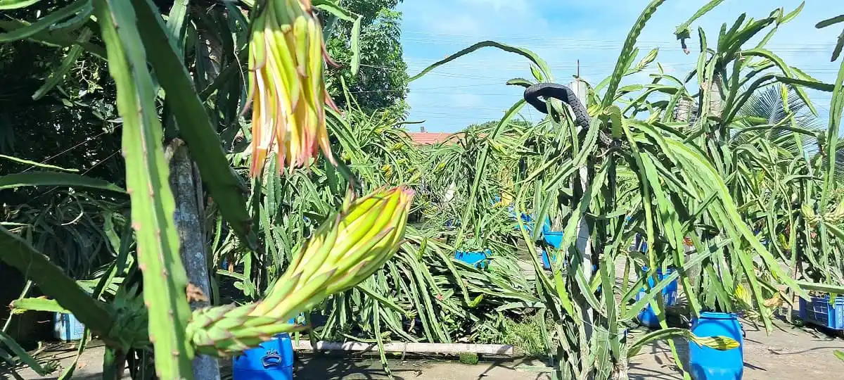 প্রাথমিক স্কুলের ছাদে ড্রাগন ফলের গাছের বাগান. Channel i News - চ্যানেল আই নিউজ