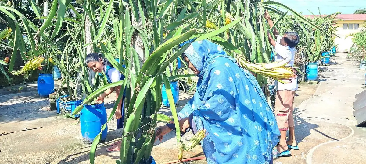 প্রাথমিক স্কুলের ছাদে ড্রাগন গাছের পরিচর্যা করছে শিক্ষার্থীরা. Channel i News - চ্যানেল আই নিউজ