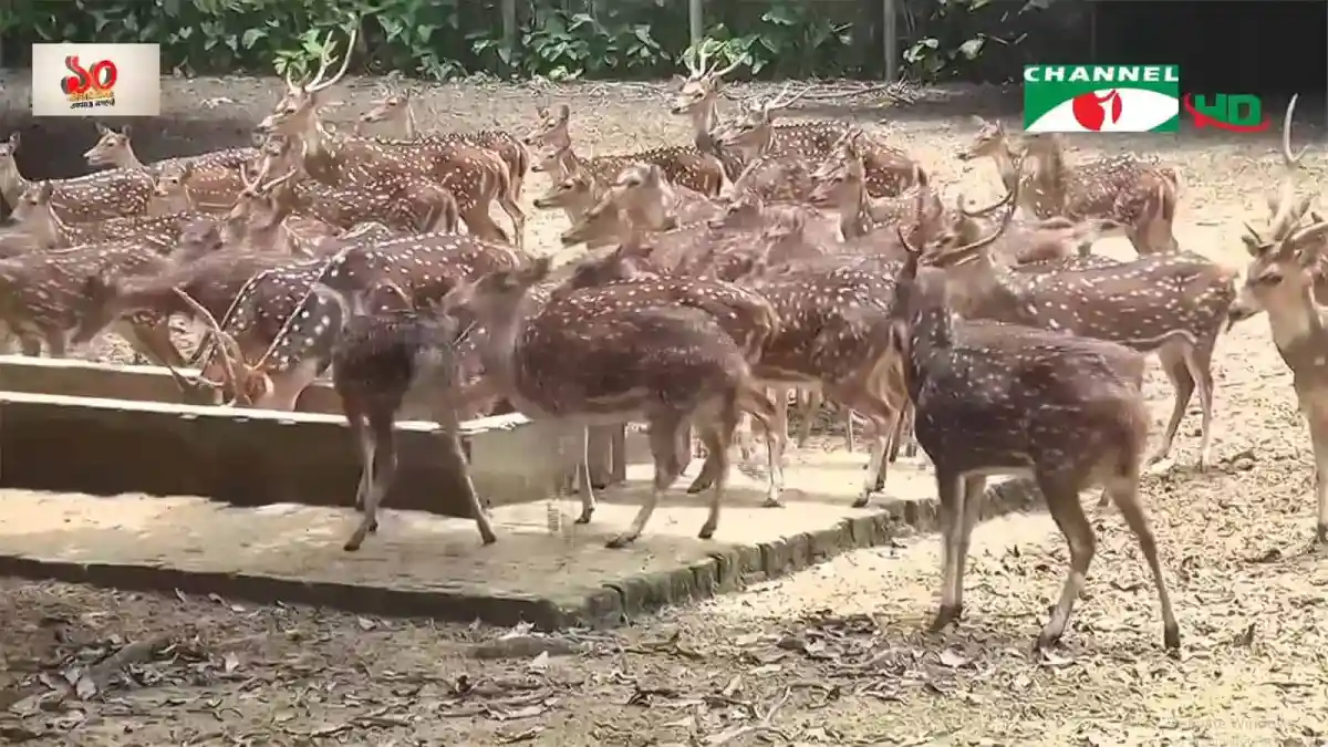 রামসাগর দিঘী উদ্যানের হরিণের দল, দীর্ঘদিন বন্ধ থাকার পর পুনরায় খোলা. Channel i News - চ্যানেল আই নিউজ