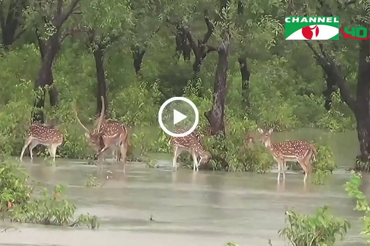 নিঝুম দ্বীপে হরিণের দল জলাশয়ে খাবার খাচ্ছে. Channel i News - চ্যানেল আই নিউজ