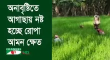 বেড়ে উঠছে ধানের ক্ষেতের আগাছা, অনাবৃষ্টির কারণে ক্ষতি হচ্ছে রোপা আমন।. Channel i News - চ্যানেল আই নিউজ