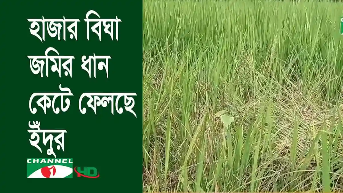 নওগাঁয় আমন মৌসুমে ইঁদুরের উৎপাত বৃদ্ধি পেয়েছে. Channel i News - চ্যানেল আই নিউজ
