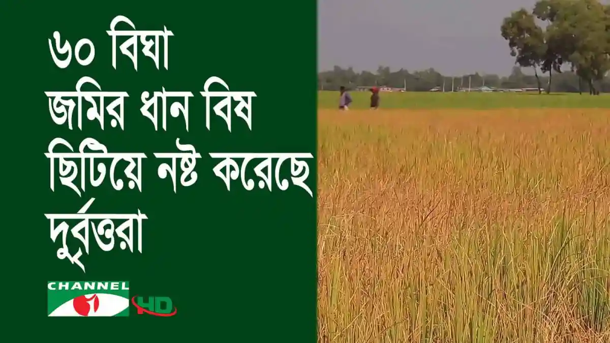 ধান ক্ষেতে আগাছানাশক ছিটিয়ে ধান নষ্টের ছবি. Channel i News - চ্যানেল আই নিউজ