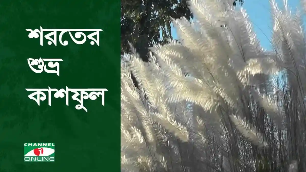 শরতকালে ক্যামসুলের সুন্দর প্রাকৃতিক দৃশ্য, ধূসর ও সাদা পালকযুক্ত গাছের পাতা. Channel i News - চ্যানেল আই নিউজ