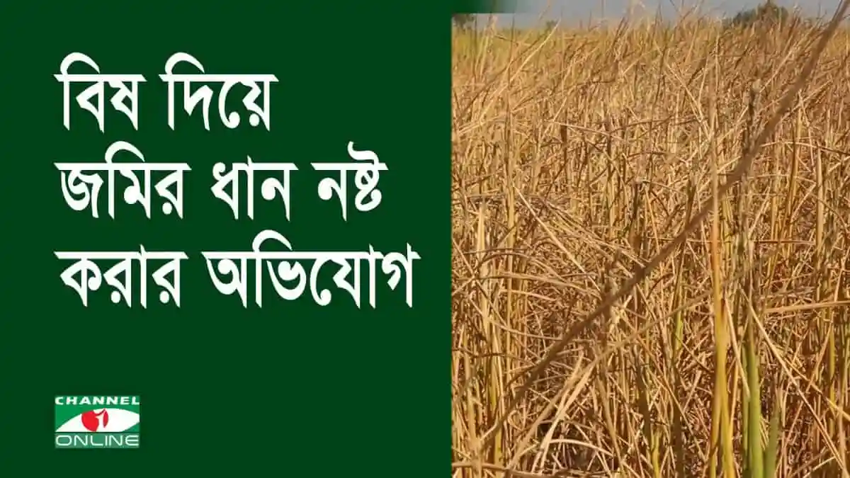 বিস দিয়ে ধান ধ্বংসের ছবি, নওগাঁয় আদিবাসীদের ক্ষতি. Channel i News - চ্যানেল আই নিউজ
