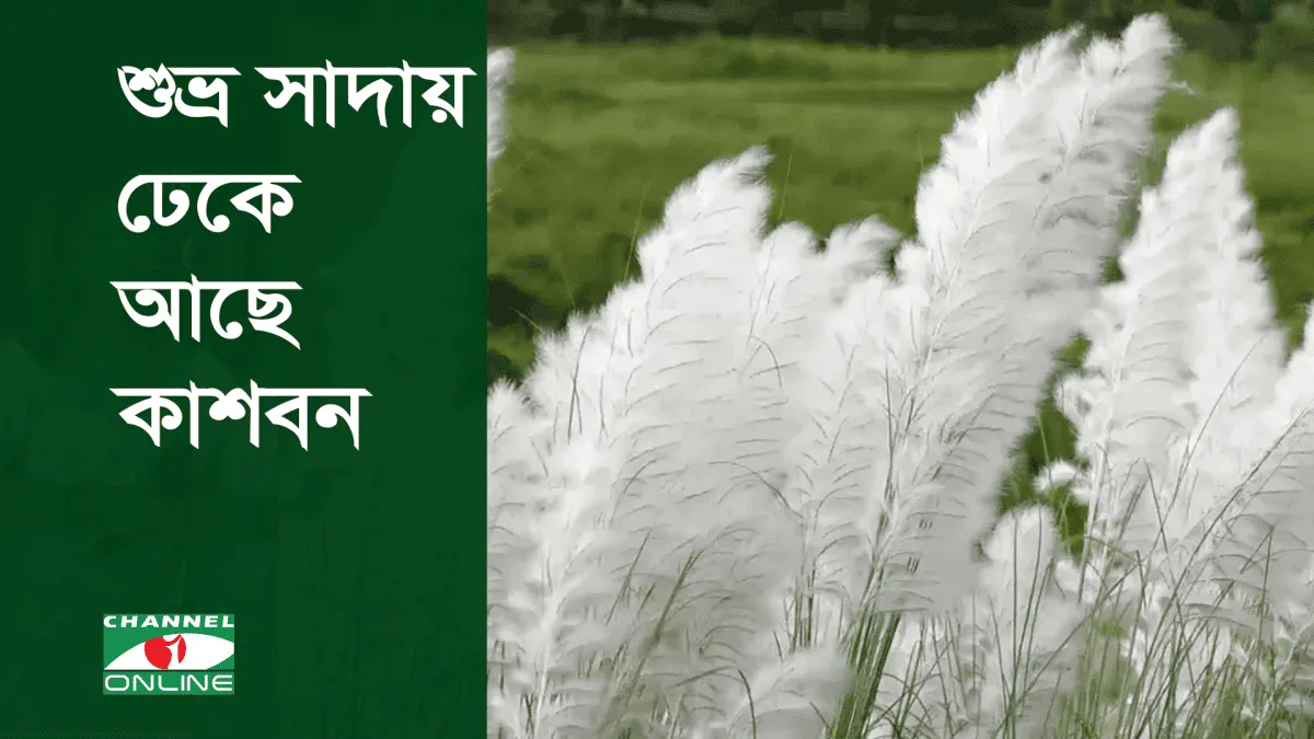 শুভ্র সাদা কাশবনের ছবি, বাংলার প্রকৃতি ও সৌন্দর্য ফুটে উঠেছে. Channel i News - চ্যানেল আই নিউজ