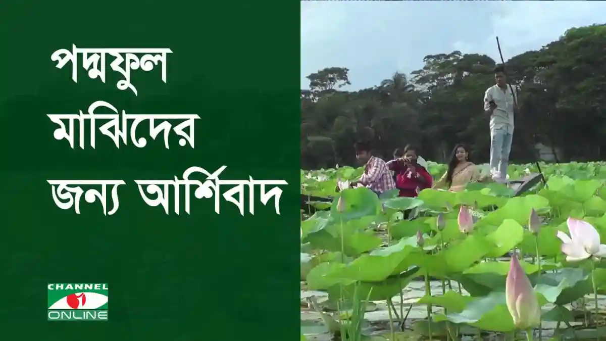 পদ্মফুলের মাঝখানে মাঝিরা জীবন জীবিকা নিয়ে কাজ করছেন।. Channel i News - চ্যানেল আই নিউজ