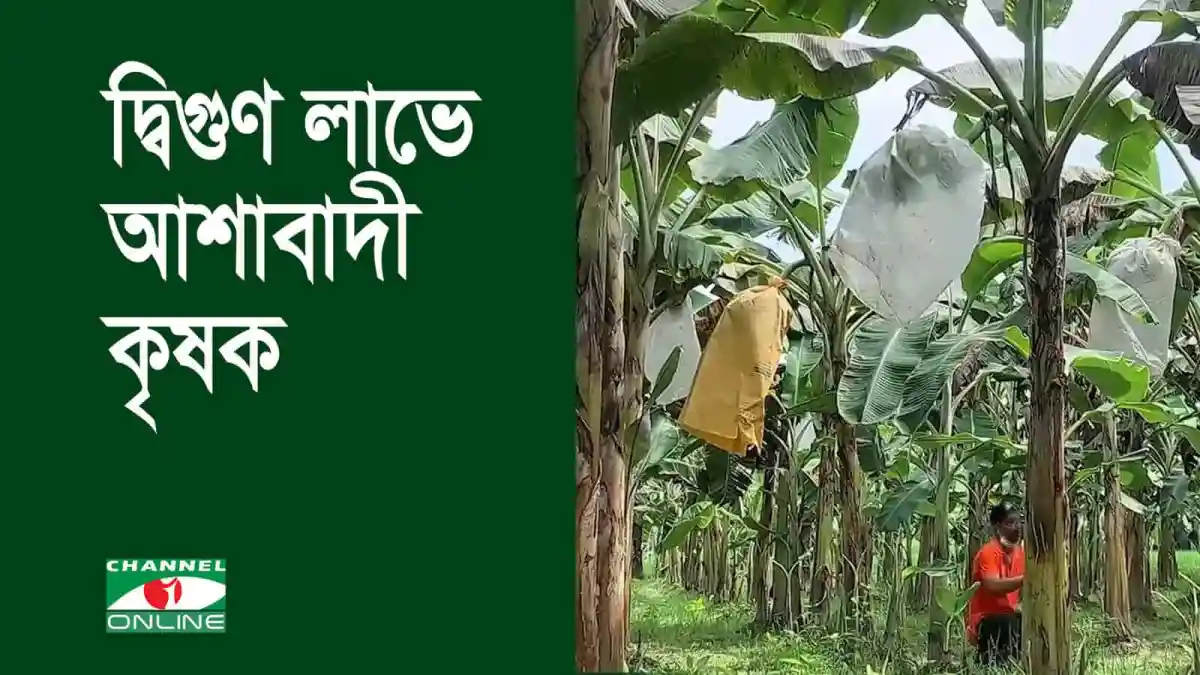 কলা চাষের জন্য ব্যাগিং পদ্ধতি ব্যবহার করা হচ্ছে. Channel i News - চ্যানেল আই নিউজ
