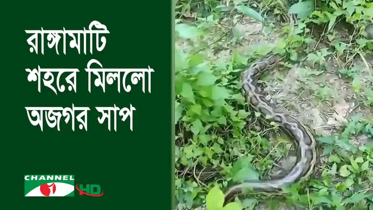 রাঙ্গামাটিতে অজগর সাপ উদ্ধার ও অবমুক্ত করা হচ্ছে. Channel i News - চ্যানেল আই নিউজ