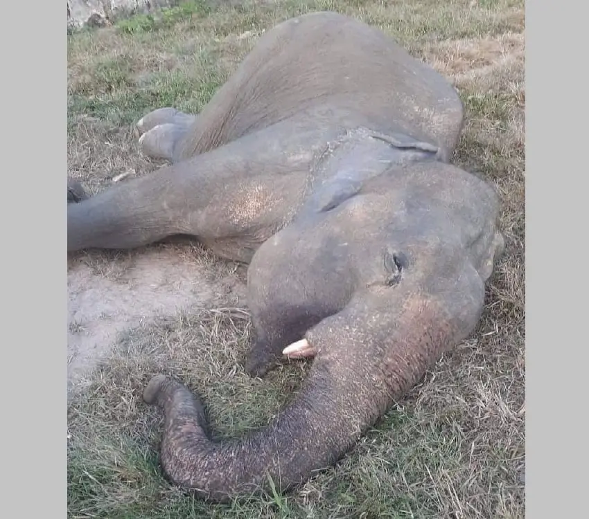 বঙ্গবন্ধু সাফারি পার্কের হাতি সৈকত বাহাদুরের মৃতদেহ, মৃতপ্রায় অবস্থায় পড়ে আছে।. Channel i News - চ্যানেল আই নিউজ