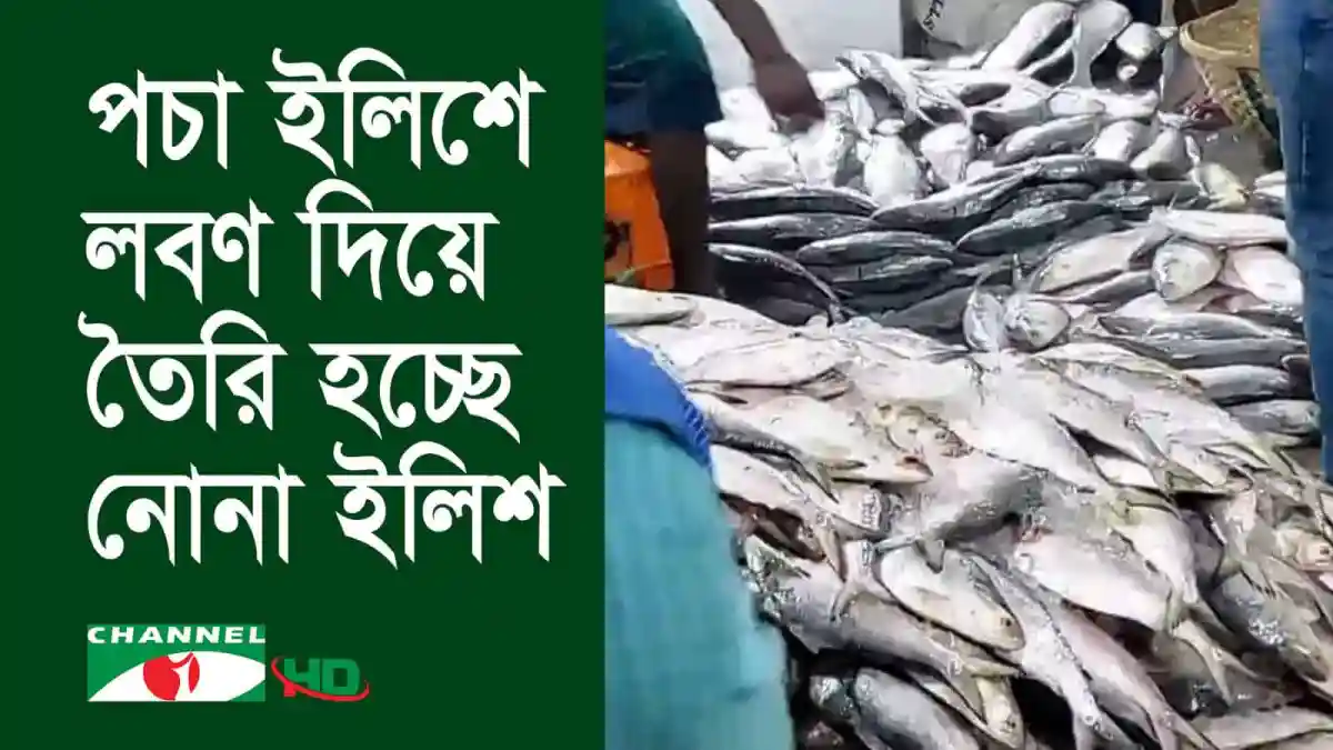 চাঁদপুরে পচা ইলিশে লবণ দিয়ে নোনা ইলিশ তৈরি হচ্ছে. Channel i News - চ্যানেল আই নিউজ