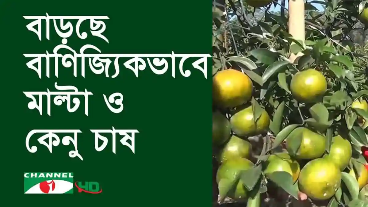 বাগানে মাল্টা ও কেনু চাষের ছবি, চ্যানেল আই অনলাইন. Channel i News - চ্যানেল আই নিউজ