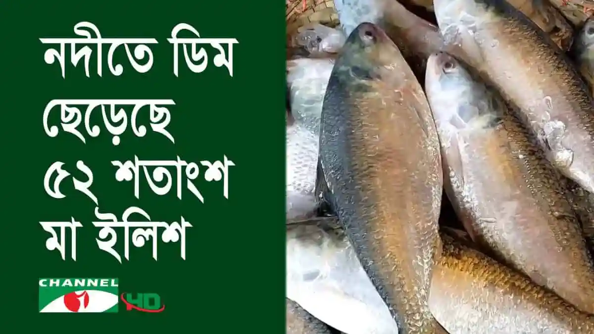 নদীতে ডিম ছেড়েছে ৫২ শতাংশ মা ইলিশ, রেকর্ড ভেঙে. Channel i News - চ্যানেল আই নিউজ
