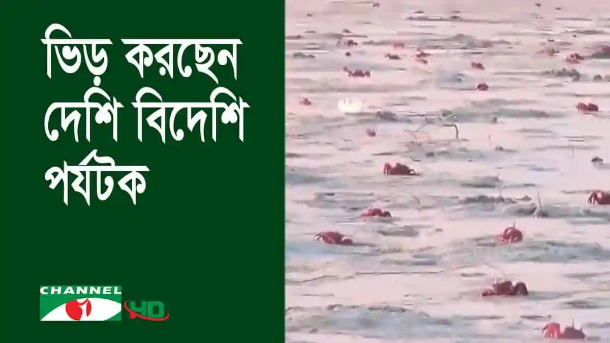 কক্সবাজার সৈকতে প্রচুর লাল কাঁকড়া দেখা যাচ্ছে. Channel i News - চ্যানেল আই নিউজ