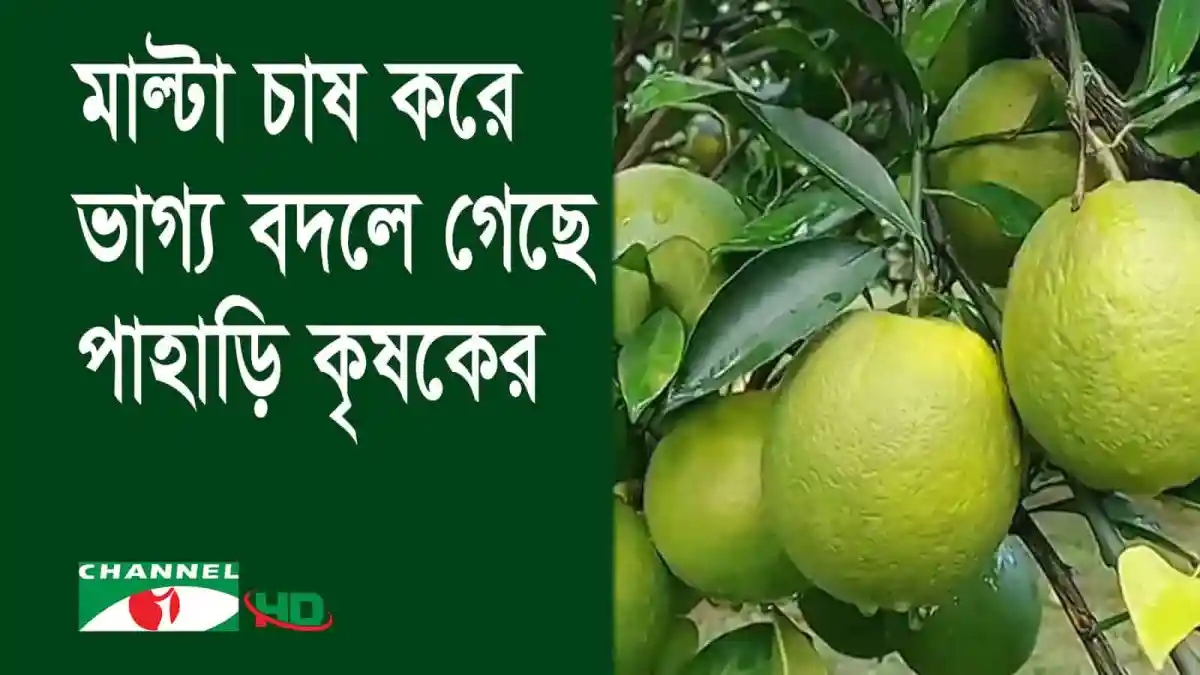 খাগড়াছড়ির পাহাড়ে মাল্টার বাগান, তাজা ও রসালো ফলের ছবি. Channel i News - চ্যানেল আই নিউজ