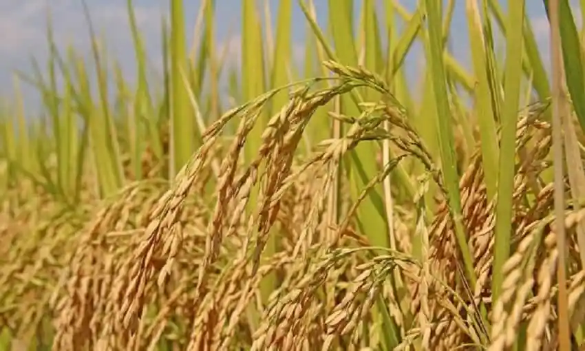 উচ্চ মানের ধানের শস্য ক্ষেতের ছবি, বাংলাদেশের কৃষি সম্পদ. Channel i News - চ্যানেল আই নিউজ