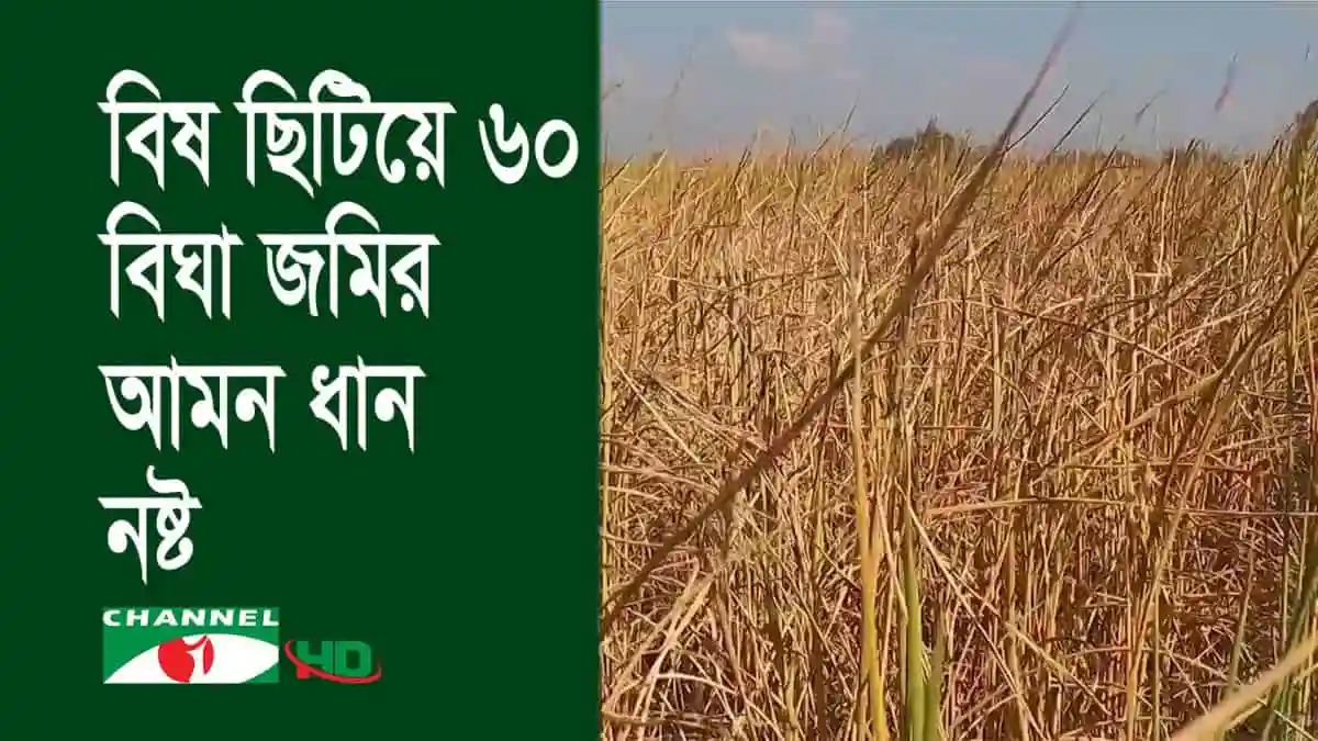 আমন ধানের ক্ষতিগ্রস্ত ক্ষেত, দুর্বৃত্তদের হামলার কারণে ক্ষতি হয়েছে।. Channel i News - চ্যানেল আই নিউজ