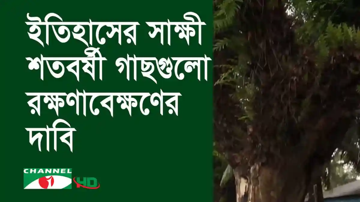 চাঁদপুরে শতবর্ষী গাছের ছবি, অযত্ন-অবহেলায় ইতিহাসের সাক্ষী. Channel i News - চ্যানেল আই নিউজ