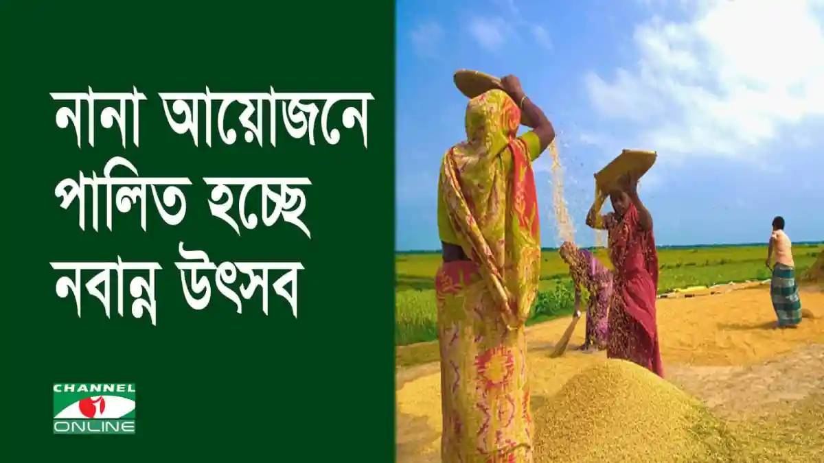 নবান্ন উৎসবের জন্য ধান কাটা ও সংগ্রহের দৃশ্য দিনাজপুরে. Channel i News - চ্যানেল আই নিউজ