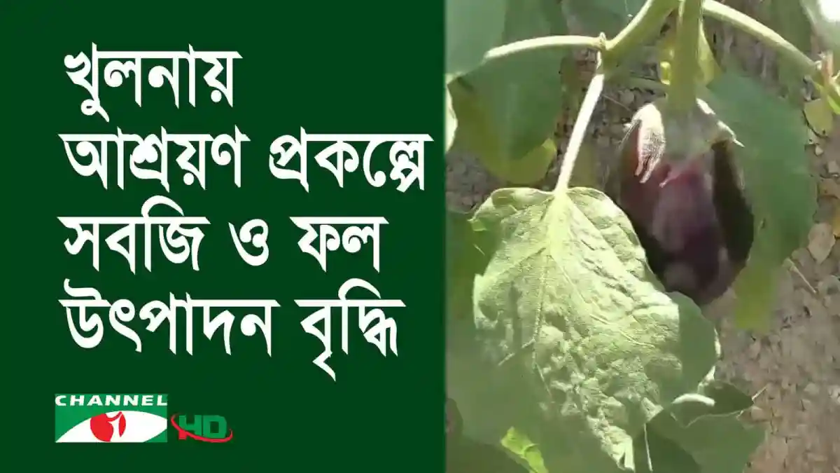 আশ্রয়ণ প্রকল্পের আঙ্গিনায় সবজি ও ফলের উৎপাদন বৃদ্ধি. Channel i News - চ্যানেল আই নিউজ
