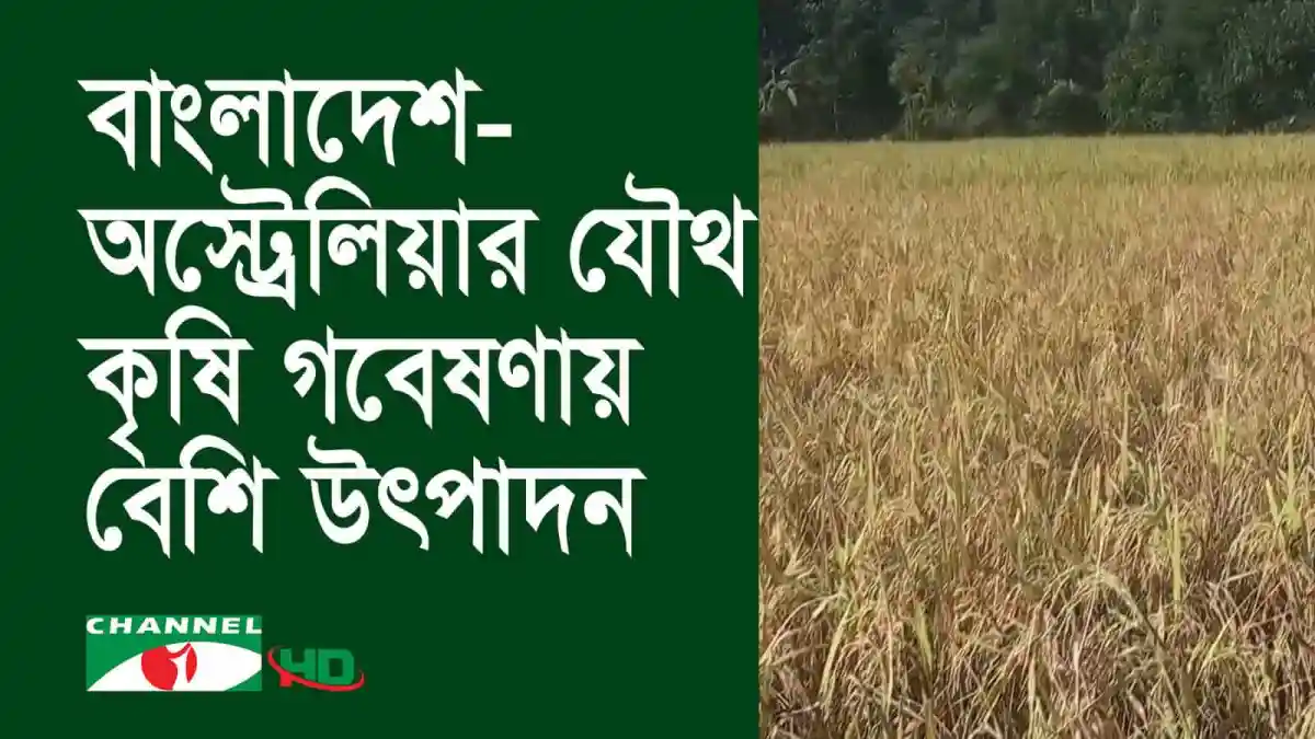 বাংলাদেশ ও অস্ট্রেলিয়ার যৌথ কৃষি গবেষণায় বেশি উৎপাদন. Channel i News - চ্যানেল আই নিউজ