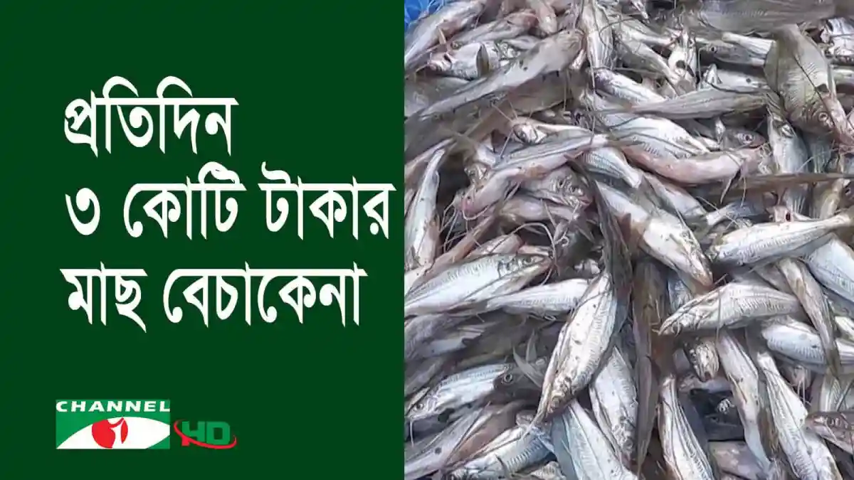 কিশোরগঞ্জের মাছের বাজারে বিভিন্ন ধরনের মাছ বিক্রি হচ্ছে. Channel i News - চ্যানেল আই নিউজ