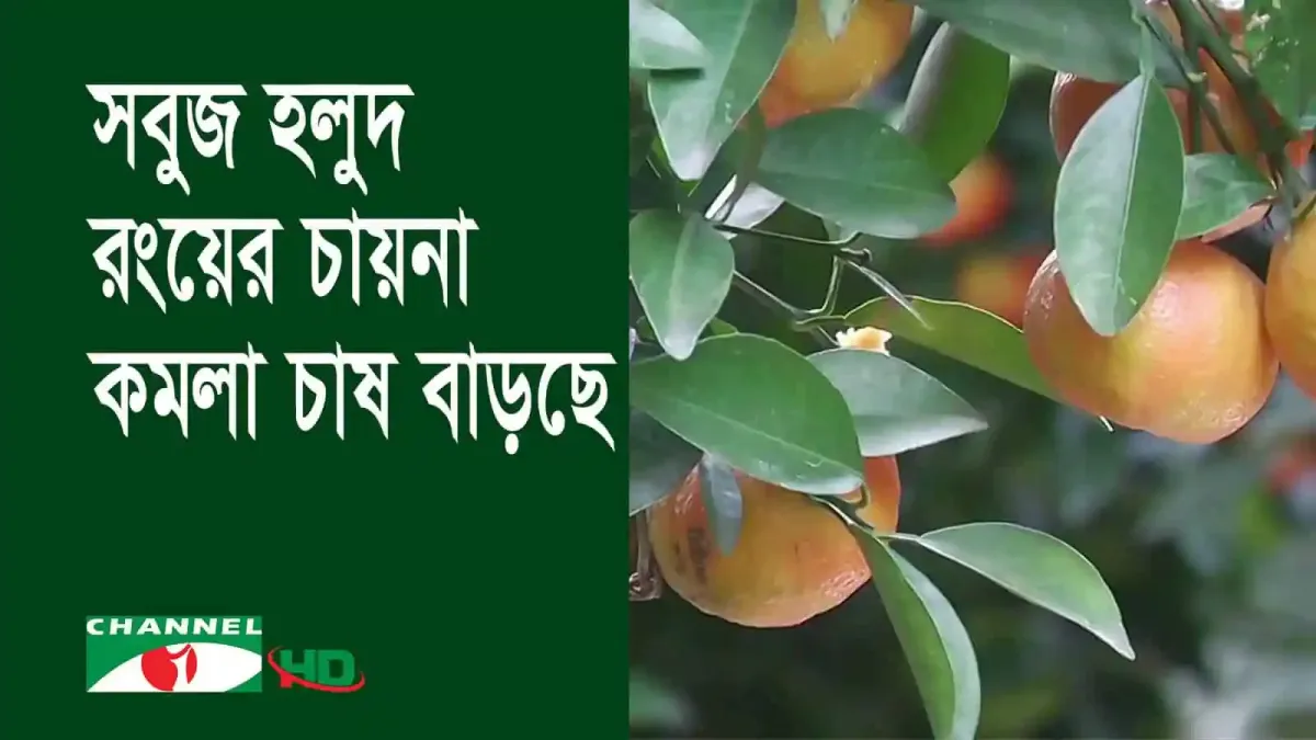 সবুজ রঙের চায়না কমলার ফল ও গাছের পাতা. Channel i News - চ্যানেল আই নিউজ