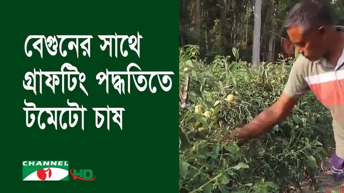 টমেটো চাষে সফল কৃষকের গ্রাফটিং পদ্ধতি দেখছেন একজন কৃষক. Channel i News - চ্যানেল আই নিউজ