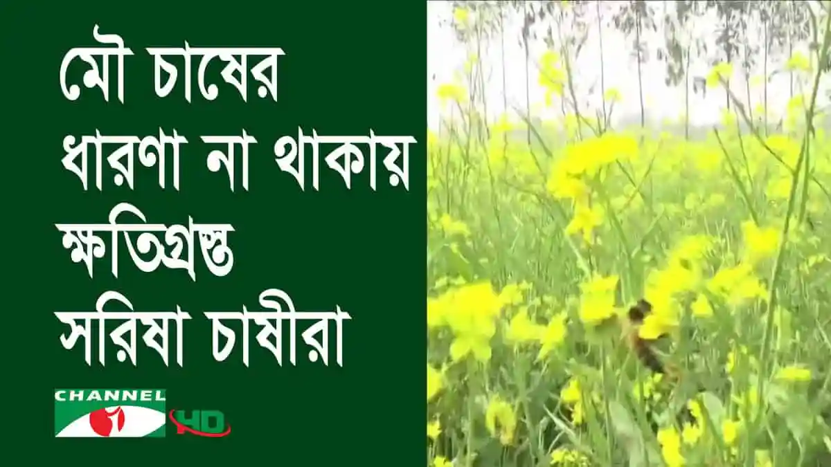 চরাঞ্চলে সরিষা ফুলের মাঠে মৌমাছি সংগ্রহ করছে মধু. Channel i News - চ্যানেল আই নিউজ