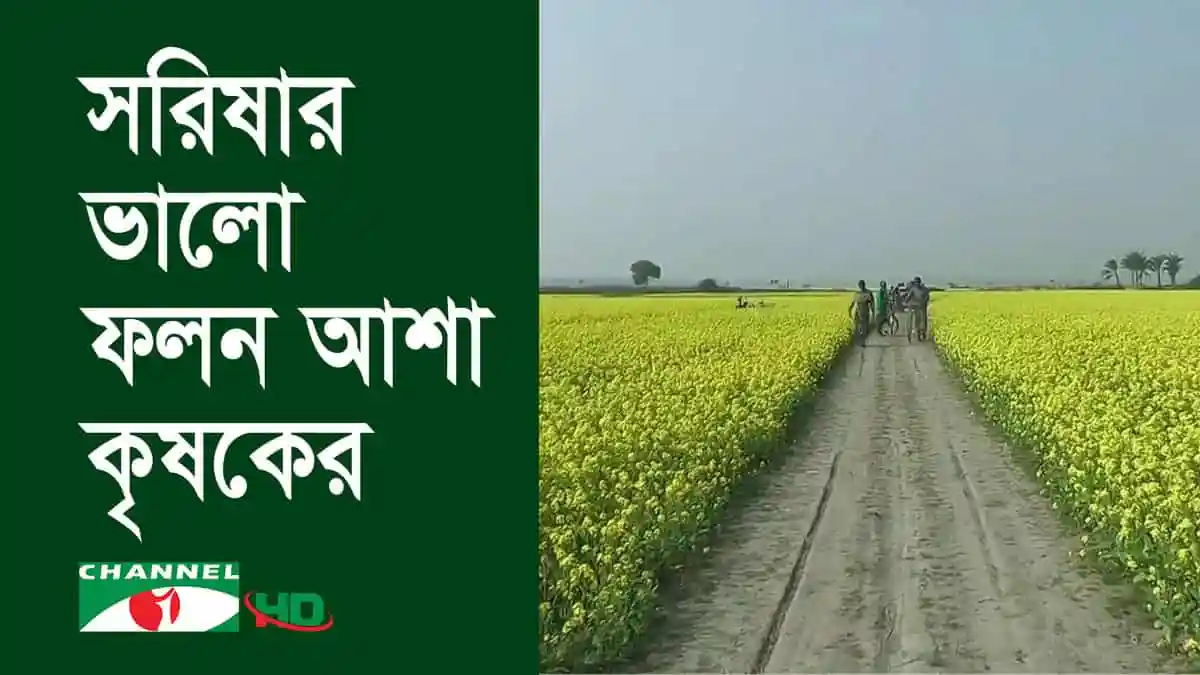 সরিষা ফুলে ভরা মাঠের পাশে পথ দিয়ে হাঁটছেন কৃষকরা. Channel i News - চ্যানেল আই নিউজ