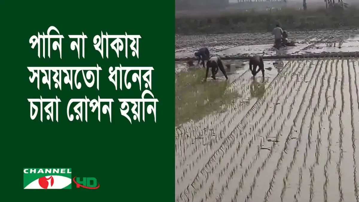 হাওরাঞ্চলে ধান চাষে কৃষকেরা পানি সঙ্কটে সংগ্রাম করছে. Channel i News - চ্যানেল আই নিউজ