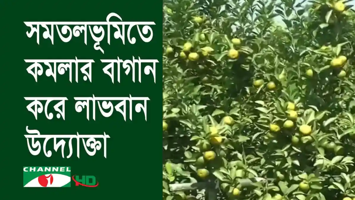 কমলার গাছে ফল ধরেছে, নাটোরের সফল কৃষক. Channel i News - চ্যানেল আই নিউজ