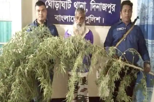 আখের আড়ালে গাঁজা চাষের ছবি, গ্রেপ্তার ব্যক্তি ও পুলিশ সদস্যরা. Channel i News - চ্যানেল আই নিউজ