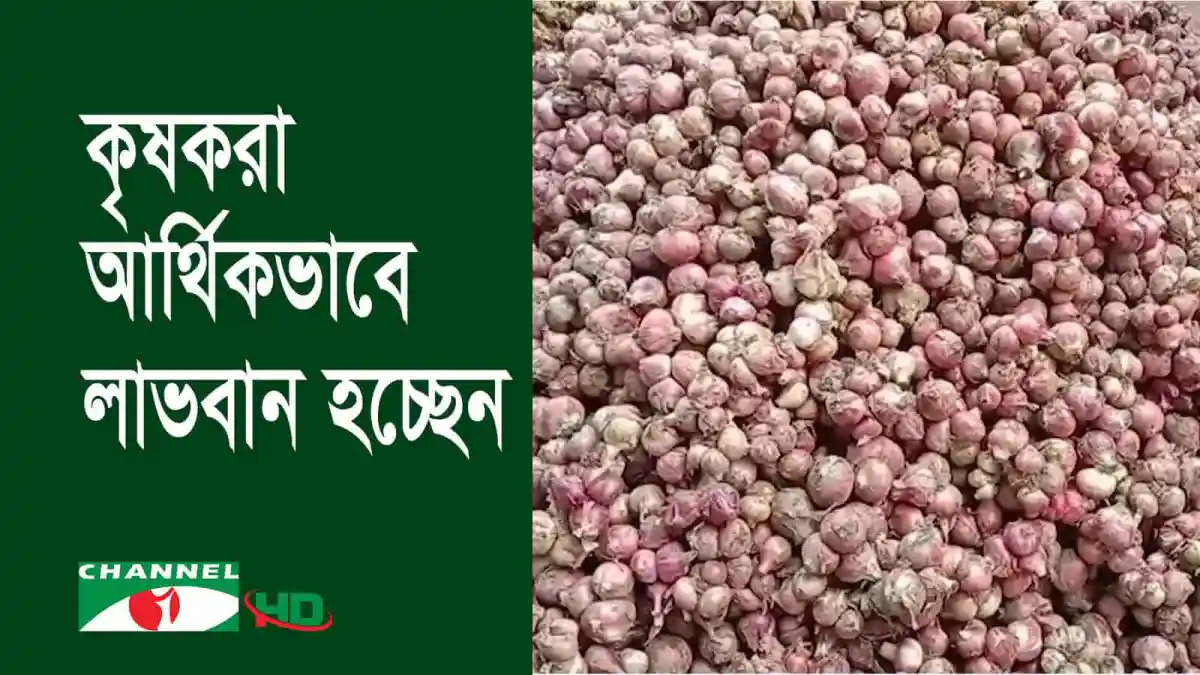 গাইবান্ধায় মুড়িকাটা পেঁয়াজের ব্যাপক চাষ দেখা যাচ্ছে. Channel i News - চ্যানেল আই নিউজ