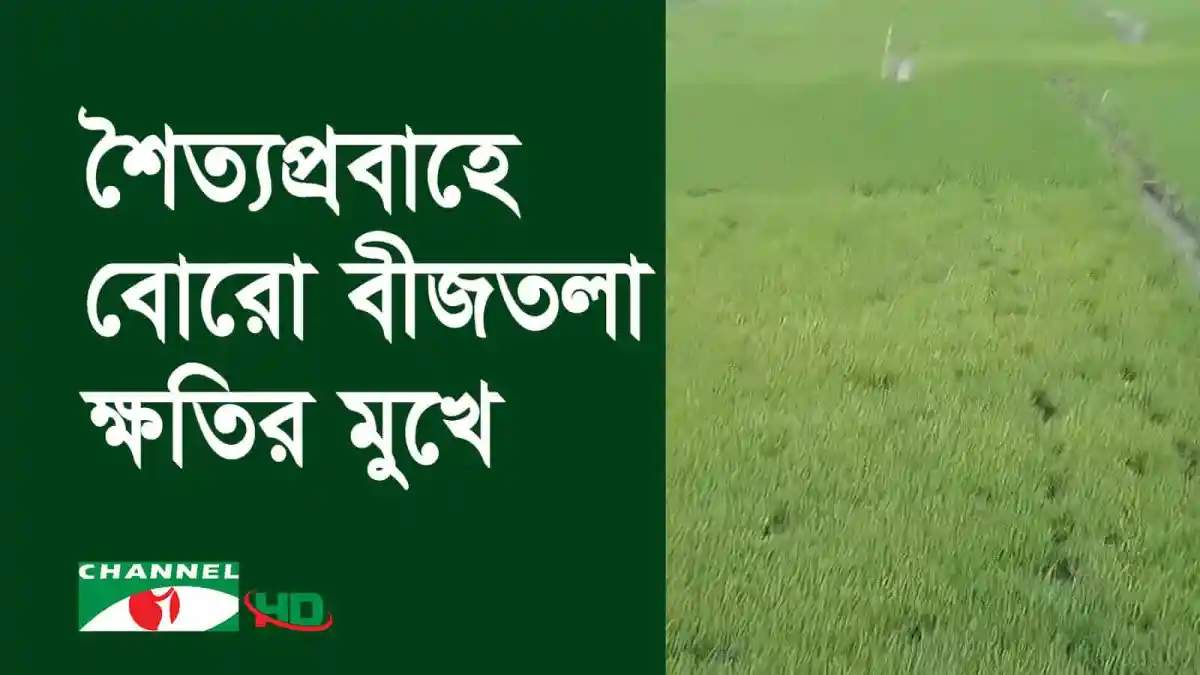 মেহেরপুরে তীব্র শৈত্যপ্রবাহে বোরো বীজতলা ক্ষতির মুখে. Channel i News - চ্যানেল আই নিউজ